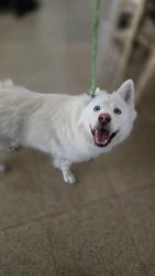 Reunited Male Dog last seen Canyon Meadow Rd, Victorville, CA 92395
