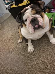 Reunited Female Dog last seen Near Firethorn Dr, Baton Rouge, LA 70819, USA, Baton Rouge, LA 70819