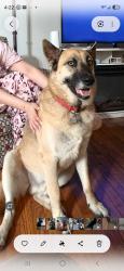 Reunited Male Dog last seen Irwin Rd, Charlotte, NC 28215