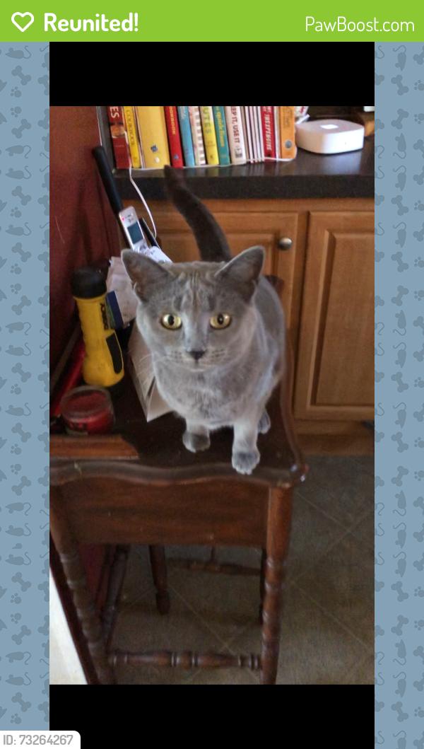 Reunited Female Cat last seen C street, Thomasville, PA 17364
