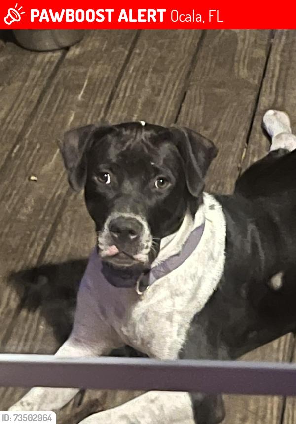 Lost Female Dog last seen 86thst, Ocala, FL 34475