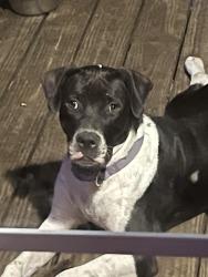 Lost Female Dog last seen 86thst, Ocala, FL 34475
