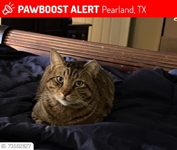 Lost Male Cat last seen Amanda Lee Dr Pearland 77581, Pearland, TX 77581