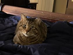 Lost Male Cat last seen Amanda Lee Dr Pearland 77581, Pearland, TX 77581
