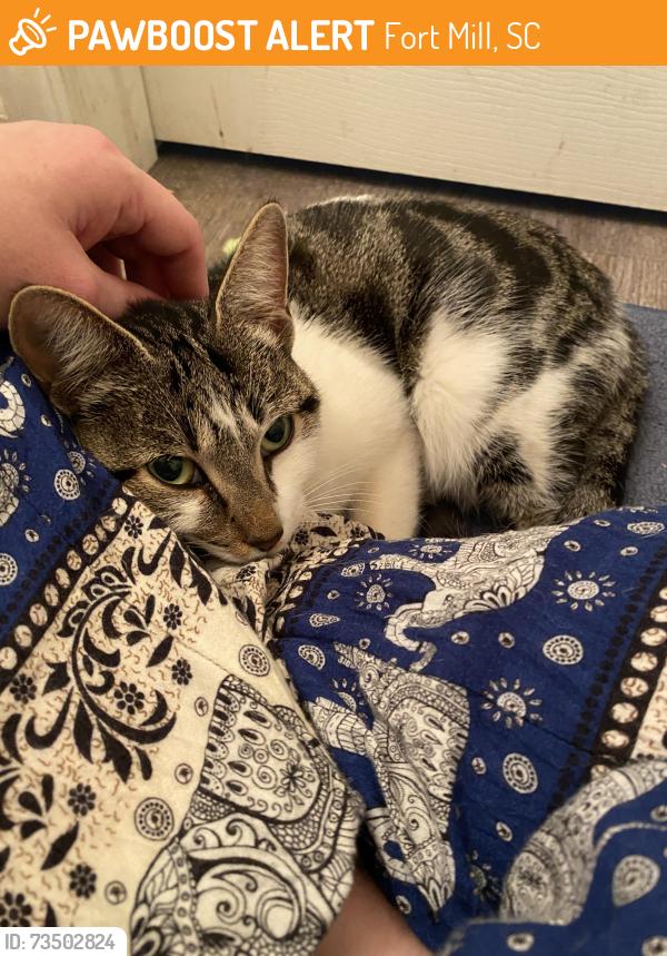Found/Stray Female Cat last seen In a neighborhood close to the intersection of Spratt and Rt 21, Fort Mill, SC 29715