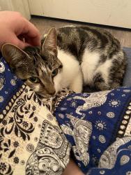 Found/Stray Female Cat last seen In a neighborhood close to the intersection of Spratt and Rt 21, Fort Mill, SC 29715