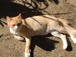 Reunited Male Cat last seen Postell and Broadway Saint Simons Island, St. Simons Island, GA 31522
