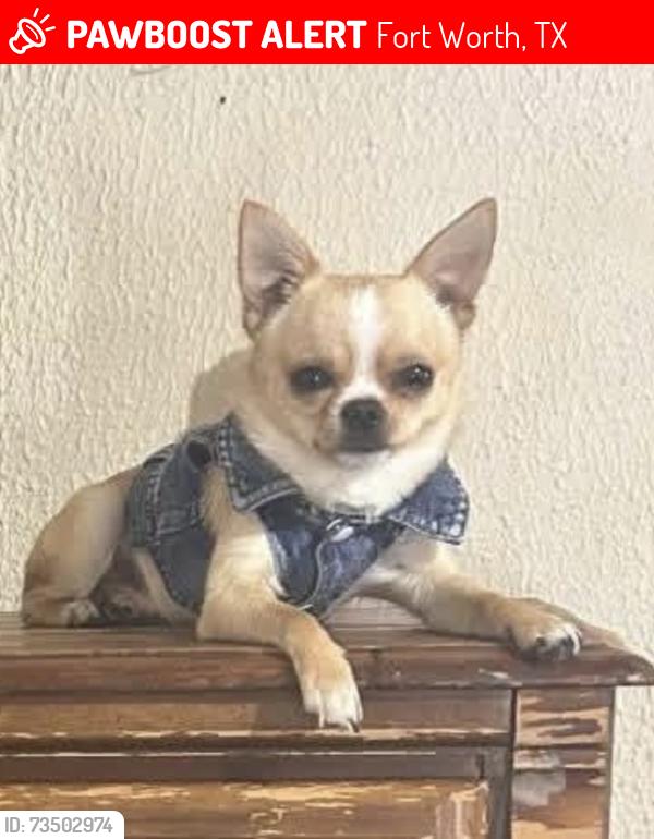 Lost Male Dog last seen Belknap st, Fort Worth, TX 76111