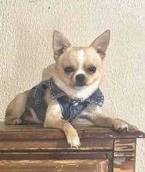 Lost Male Dog last seen Belknap st, Fort Worth, TX 76111