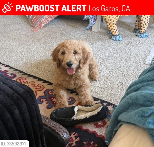 Found/Stray Female Dog last seen Winchester blvd, Los Gatos, CA 95032