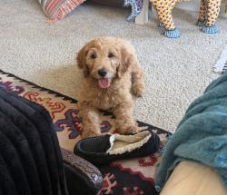 Found/Stray Female Dog last seen Winchester blvd, Los Gatos, CA 95032