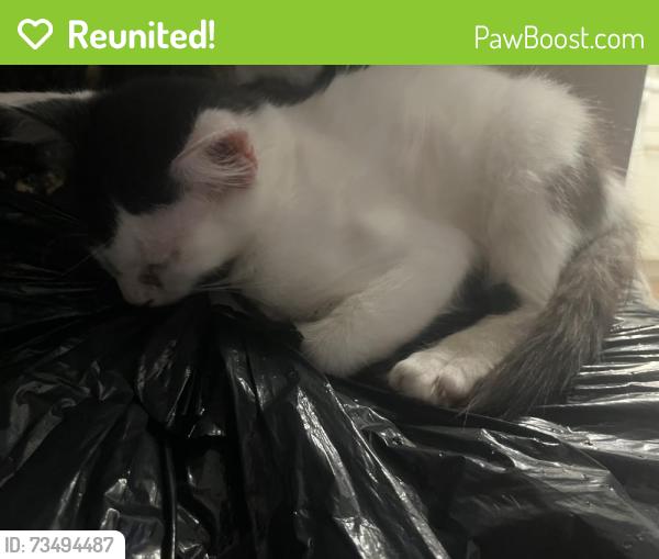 Reunited Female Cat last seen Kearney st el Cerrito ca, El Cerrito, CA 94530