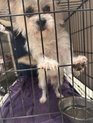 Shelter Stray Male Dog last seen Near Bolton St, 21217, MD, 2490 Giles Rd, Baltimore, MD 21225, USA