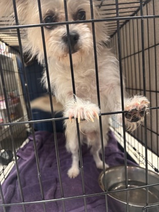 Shelter Stray Male Dog last seen Near Bolton St, 21217, MD, 2490 Giles Rd, Baltimore, MD 21225, USA
