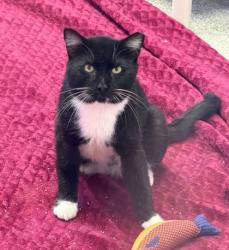 Shelter Stray Male Cat last seen Garrison Blvd & Liberty Heights, 21207, MD, 2490 Giles Rd, Baltimore, MD 21225, USA