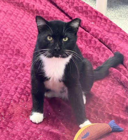 Shelter Stray Male Cat last seen Garrison Blvd & Liberty Heights, 21207, MD, 2490 Giles Rd, Baltimore, MD 21225, USA