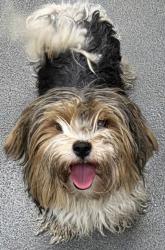 Shelter Stray Female Dog last seen HWY 99 OFF PANAMA, City, CA, 3000 Gibson St, Bakersfield, CA 93308, USA