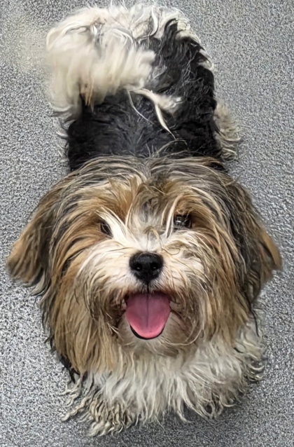 Shelter Stray Female Dog last seen HWY 99 OFF PANAMA, City, CA, 3000 Gibson St, Bakersfield, CA 93308, USA
