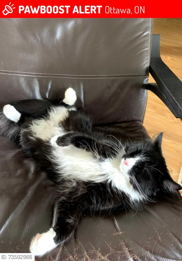 Lost Male Cat last seen ???, Ottawa, ON 