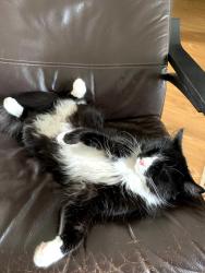 Lost Male Cat last seen ???, Ottawa, ON 