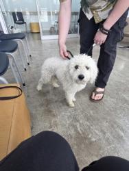 Shelter Stray Male Dog last seen Near Verdin Rd, North District, TX, 355 Hillshire Dr, Haslet, TX 76052, USA