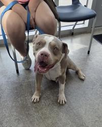 Shelter Stray Female Dog last seen Near Cooks Ln, East District, TX, 355 Hillshire Dr, Haslet, TX 76052, USA