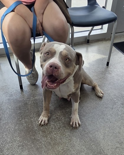 Shelter Stray Female Dog last seen Near Cooks Ln, East District, TX, 355 Hillshire Dr, Haslet, TX 76052, USA