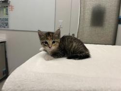 Shelter Stray Female Cat last seen Martin Luther King Blvd, 64130, MO, 7077 Elmwood Ave, Kansas City, MO 64132, USA