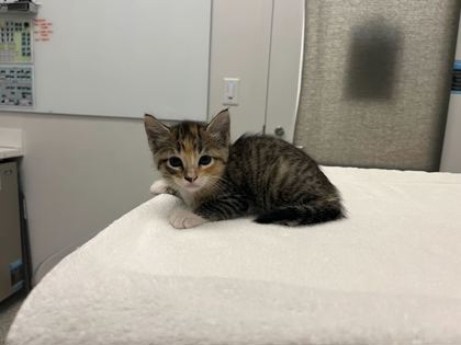 Shelter Stray Female Cat last seen Martin Luther King Blvd, 64130, MO, 7077 Elmwood Ave, Kansas City, MO 64132, USA