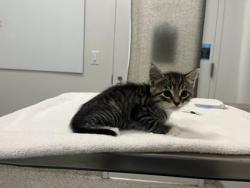 Shelter Stray Male Cat last seen Martin Luther King Blvd, 64130, MO, 7077 Elmwood Ave, Kansas City, MO 64132, USA