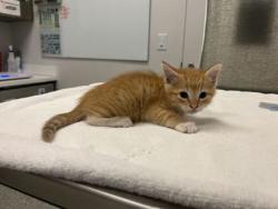 Shelter Stray Male Cat last seen Martin Luther King Blvd, 64130, MO, 7077 Elmwood Ave, Kansas City, MO 64132, USA