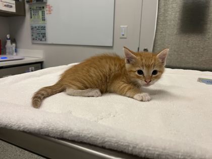 Shelter Stray Male Cat last seen Martin Luther King Blvd, 64130, MO, 7077 Elmwood Ave, Kansas City, MO 64132, USA