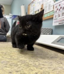 Shelter Stray Female Cat last seen N Opfer Lentz Rd, 43445, OH, 827 Illinois Ave, Maumee, OH 43537, USA