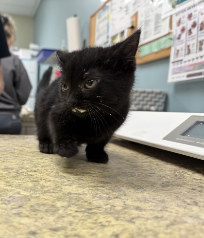 Shelter Stray Female Cat last seen N Opfer Lentz Rd, 43445, OH, 827 Illinois Ave, Maumee, OH 43537, USA