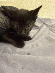 Shelter Stray Female Cat last seen Near block of Forest Ave, Knox County GP, TN, 3201 Division St, Knoxville, TN 37919, USA