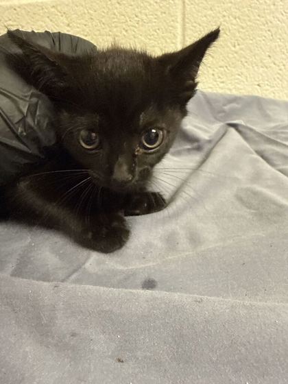 Shelter Stray Female Cat last seen Near block of Forest Ave, Knox County GP, TN, 3201 Division St, Knoxville, TN 37919, USA