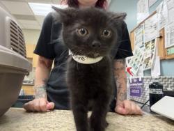 Shelter Stray Female Cat last seen N Opfer Lentz Rd, 43445, OH, 827 Illinois Ave, Maumee, OH 43537, USA