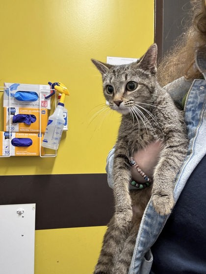 Shelter Stray Female Cat last seen Near Reynolds Drive, Atlanta, GA, 1251 Fulton Industrial Blvd NW, Atlanta, GA 30336, USA
