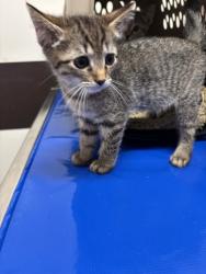 Shelter Stray Female Cat last seen Near Reynolds Drive, Atlanta, GA, 1251 Fulton Industrial Blvd NW, Atlanta, GA 30336, USA