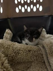 Shelter Stray Female Cat last seen Near Reynolds Drive, Atlanta, GA, 1251 Fulton Industrial Blvd NW, Atlanta, GA 30336, USA