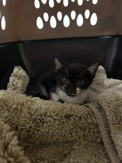 Shelter Stray Female Cat last seen Near Reynolds Drive, Atlanta, GA, 1251 Fulton Industrial Blvd NW, Atlanta, GA 30336, USA
