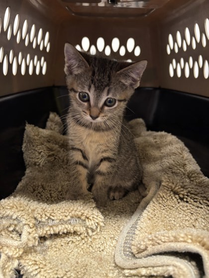 Shelter Stray Female Cat last seen Near Reynolds Drive, Atlanta, GA, 1251 Fulton Industrial Blvd NW, Atlanta, GA 30336, USA