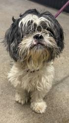 Shelter Stray Male Dog last seen Near E 153, 4th District, OH, 9203 Detroit Ave, Cleveland, OH 44102, USA