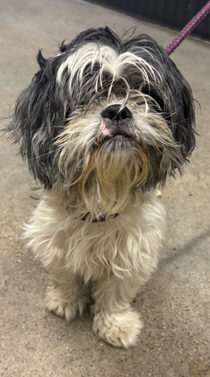 Shelter Stray Male Dog last seen Near E 153, 4th District, OH, 9203 Detroit Ave, Cleveland, OH 44102, USA