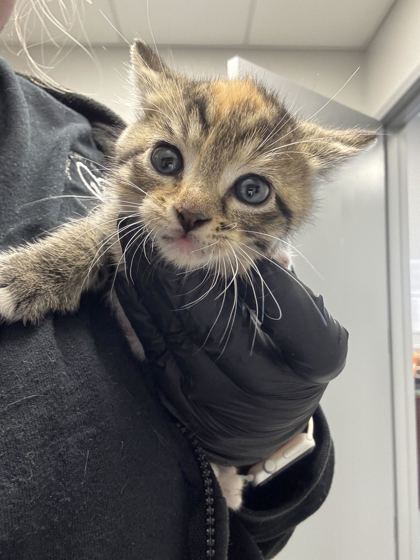 Shelter Stray Female Cat last seen Bent Rd, Sevier County ACO, TN, 1008 Old Knoxville Hwy, Sevierville, TN 37862, USA