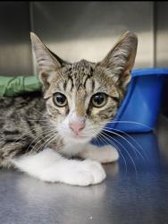 Shelter Stray Male Cat last seen Near 40th ave, Oakland, CA, 1101 29th Ave, Oakland, CA 94601, USA