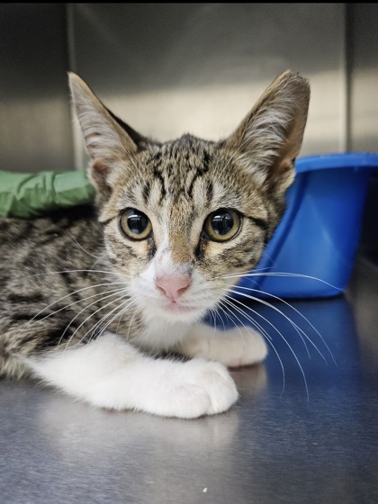 Shelter Stray Male Cat last seen Near 40th ave, Oakland, CA, 1101 29th Ave, Oakland, CA 94601, USA