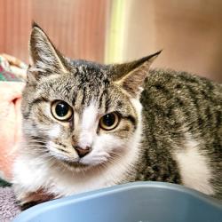 Shelter Stray Female Cat last seen Near S. Coliseum Way, Oakland, CA, 1101 29th Ave, Oakland, CA 94601, USA