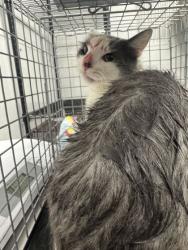 Shelter Stray Male Cat last seen Douglas Dam Rd, Sevier County, TN, 1008 Old Knoxville Hwy, Sevierville, TN 37862, USA