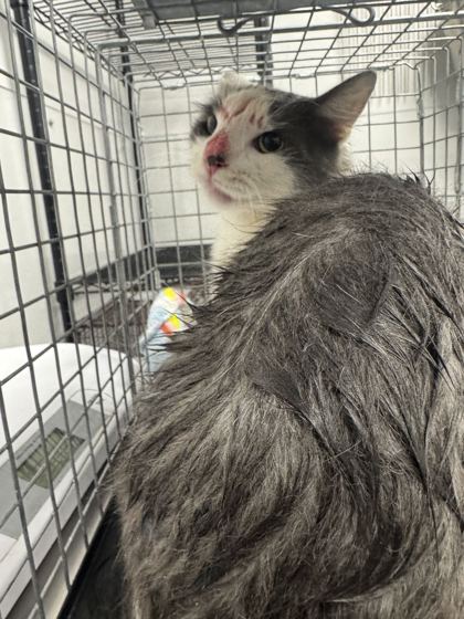 Shelter Stray Male Cat last seen Douglas Dam Rd, Sevier County, TN, 1008 Old Knoxville Hwy, Sevierville, TN 37862, USA